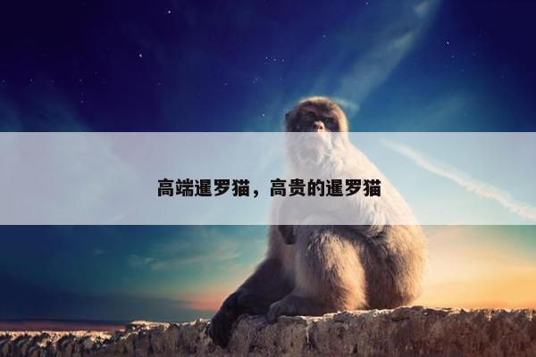 高端暹罗猫，高贵的暹罗猫