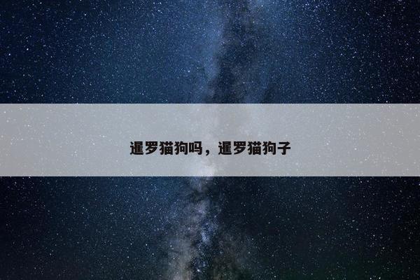 暹罗猫狗吗，暹罗猫狗子