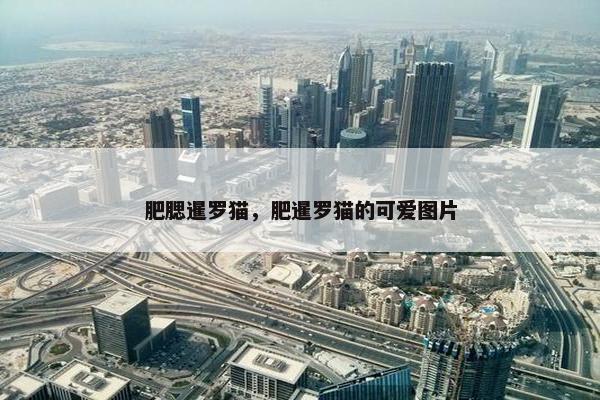 肥腮暹罗猫，肥暹罗猫的可爱图片