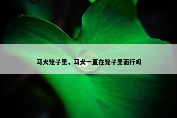 马犬笼子里，马犬一直在笼子里面行吗