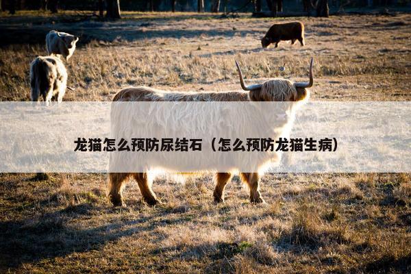 龙猫怎么预防尿结石（怎么预防龙猫生病）