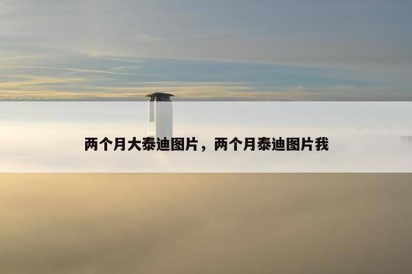 两个月大泰迪图片，两个月泰迪图片我