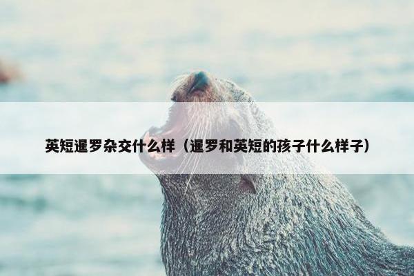 英短暹罗杂交什么样（暹罗和英短的孩子什么样子）