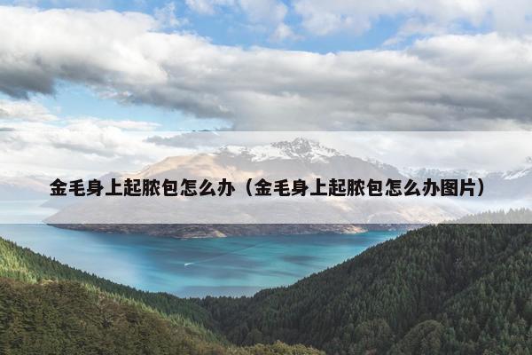 金毛身上起脓包怎么办（金毛身上起脓包怎么办图片）
