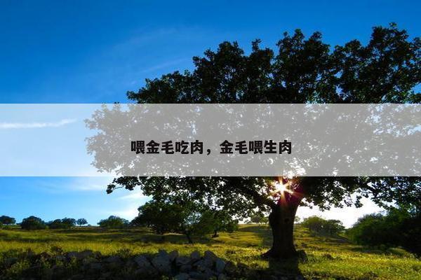 喂金毛吃肉，金毛喂生肉