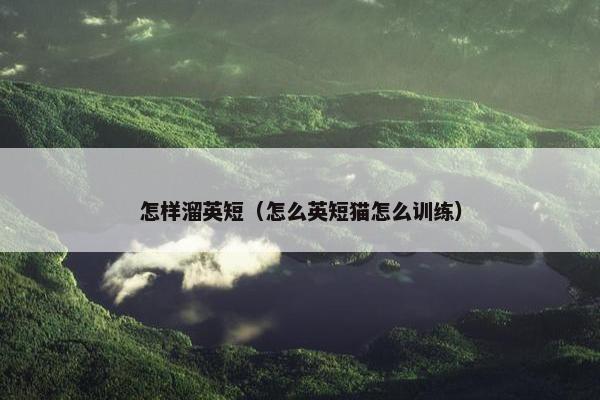 怎样溜英短（怎么英短猫怎么训练）