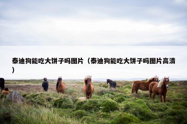 泰迪狗能吃大饼子吗图片（泰迪狗能吃大饼子吗图片高清）