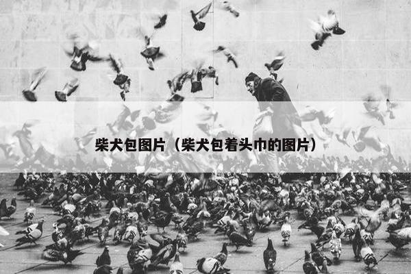 柴犬包图片（柴犬包着头巾的图片）