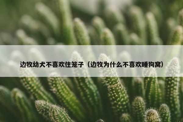 边牧幼犬不喜欢住笼子（边牧为什么不喜欢睡狗窝）
