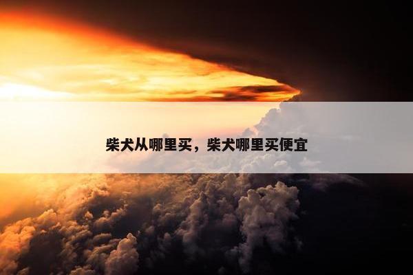 柴犬从哪里买，柴犬哪里买便宜