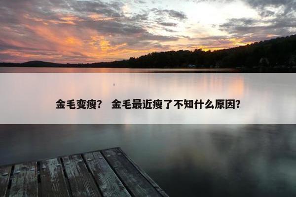 金毛变瘦？ 金毛最近瘦了不知什么原因？