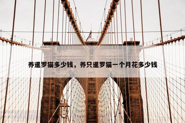 养暹罗猫多少钱，养只暹罗猫一个月花多少钱