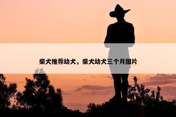 柴犬推荐幼犬，柴犬幼犬三个月图片