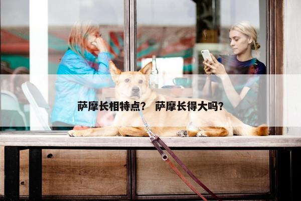 萨摩长相特点？ 萨摩长得大吗？