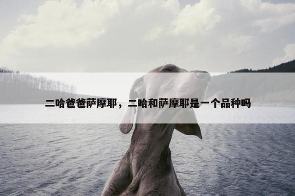 二哈爸爸萨摩耶，二哈和萨摩耶是一个品种吗