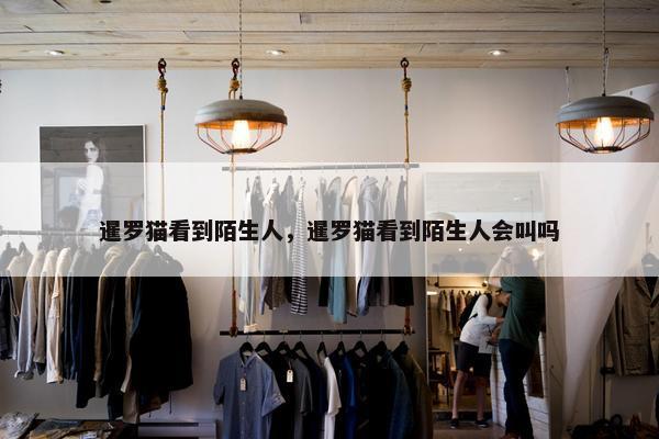 暹罗猫看到陌生人，暹罗猫看到陌生人会叫吗