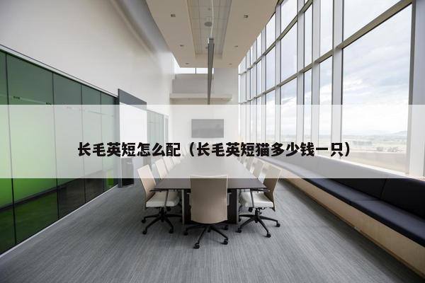 长毛英短怎么配（长毛英短猫多少钱一只）