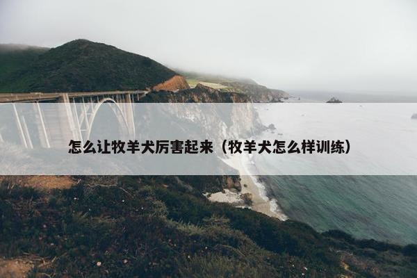 怎么让牧羊犬厉害起来（牧羊犬怎么样训练）