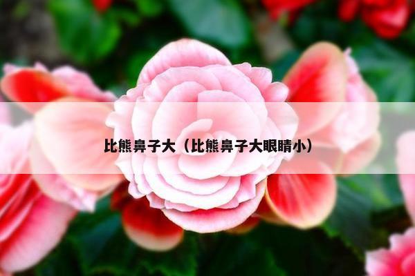 比熊鼻子大（比熊鼻子大眼睛小）