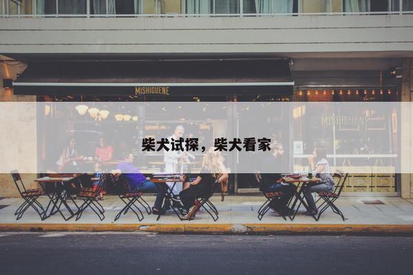 柴犬试探，柴犬看家