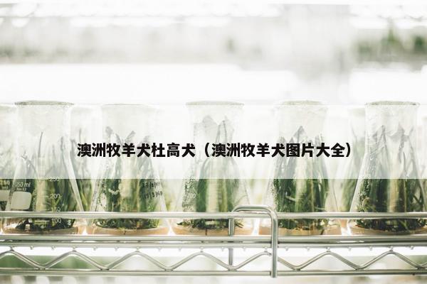 澳洲牧羊犬杜高犬（澳洲牧羊犬图片大全）