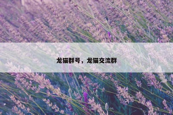 龙猫群号，龙猫交流群