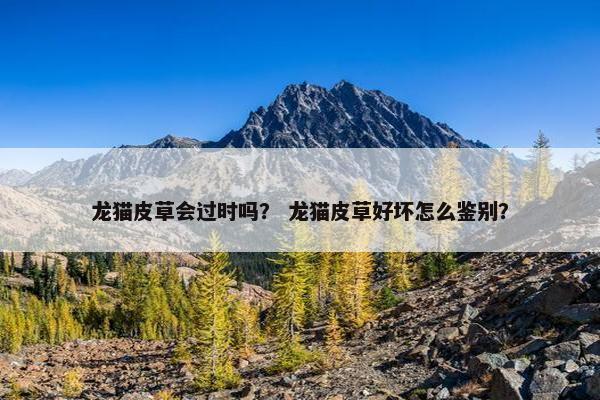 龙猫皮草会过时吗？ 龙猫皮草好坏怎么鉴别？