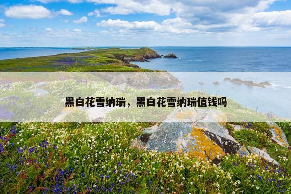 黑白花雪纳瑞，黑白花雪纳瑞值钱吗