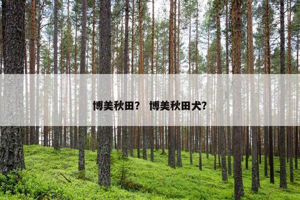 博美秋田？ 博美秋田犬？