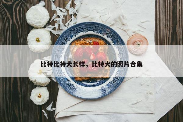 比特比特犬长样，比特犬的照片合集