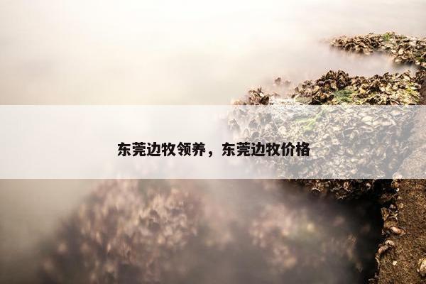 东莞边牧领养，东莞边牧价格