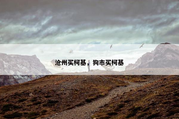 沧州买柯基，狗市买柯基