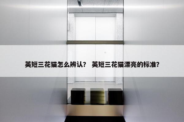 英短三花猫怎么辨认？ 英短三花猫漂亮的标准？
