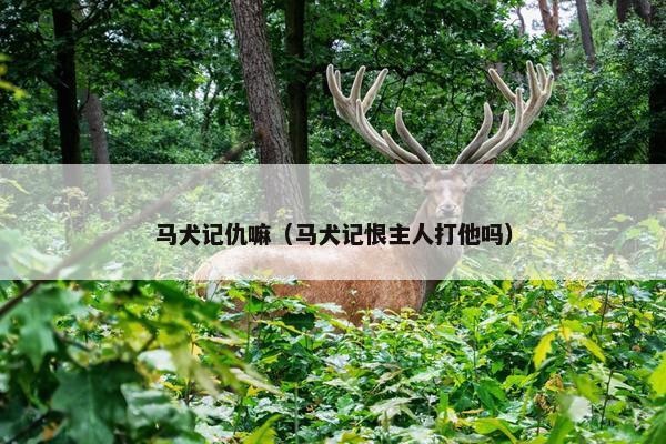 马犬记仇嘛（马犬记恨主人打他吗）