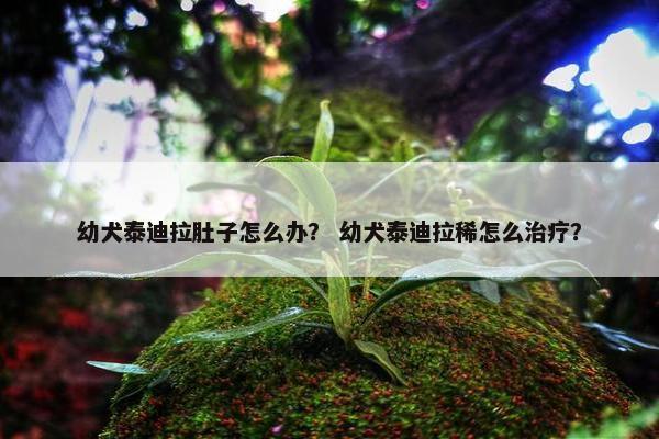 幼犬泰迪拉肚子怎么办？ 幼犬泰迪拉稀怎么治疗？