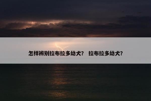 怎样辨别拉布拉多幼犬？ 拉布拉多幼犬？
