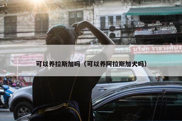 可以养拉斯加吗（可以养阿拉斯加犬吗）