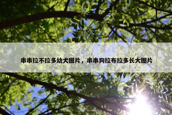 串串拉不拉多幼犬图片，串串狗拉布拉多长大图片