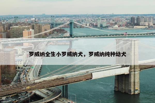 罗威纳全生小罗威纳犬，罗威纳纯种幼犬