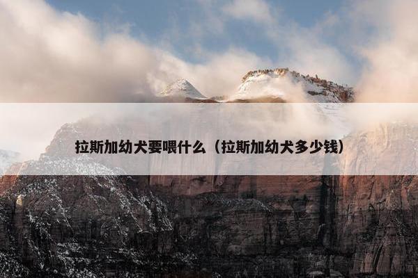 拉斯加幼犬要喂什么（拉斯加幼犬多少钱）