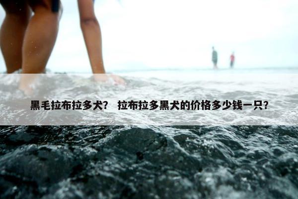 黑毛拉布拉多犬？ 拉布拉多黑犬的价格多少钱一只？