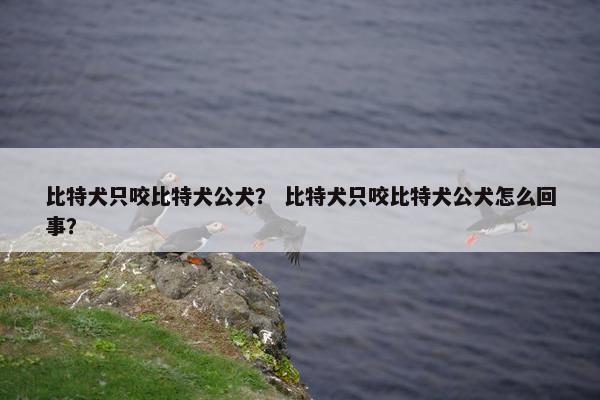 比特犬只咬比特犬公犬？ 比特犬只咬比特犬公犬怎么回事？