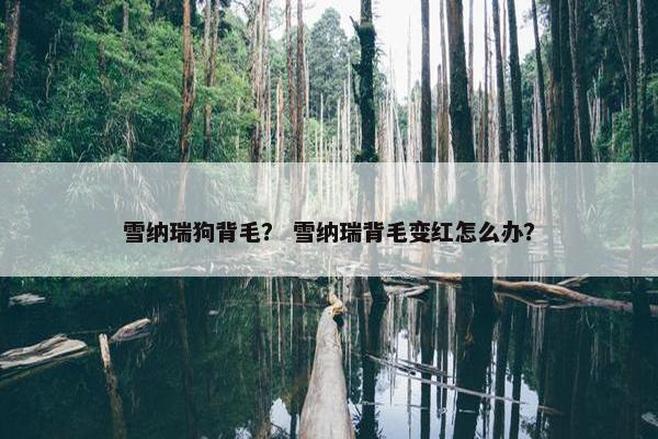 雪纳瑞狗背毛？ 雪纳瑞背毛变红怎么办？