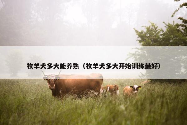 牧羊犬 第12页