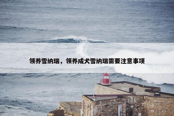 领养雪纳瑞，领养成犬雪纳瑞需要注意事项