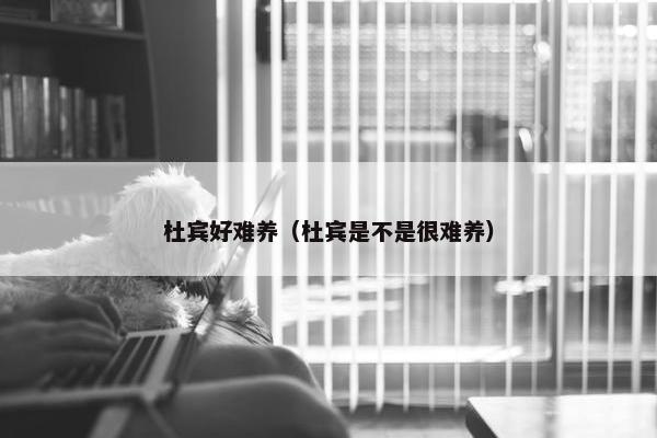 杜宾好难养（杜宾是不是很难养）