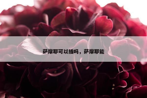 萨摩耶可以插吗，萨摩耶能
