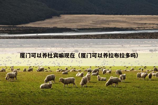 厦门可以养杜宾嘛现在（厦门可以养拉布拉多吗）