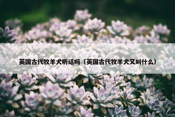 英国古代牧羊犬听话吗（英国古代牧羊犬又叫什么）