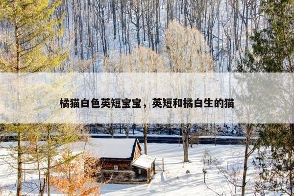 橘猫白色英短宝宝，英短和橘白生的猫